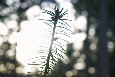 Close-up of plant against blurred background