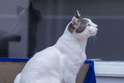 Close-up of cat looking away