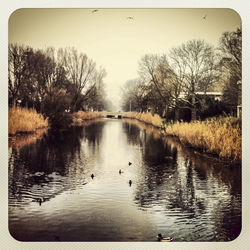 Ducks on calm lake