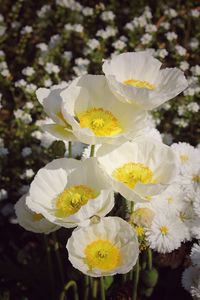 Close-up of fresh white flowers blooming in park