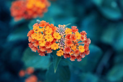 Beautiful fairy dreamy magic red yellow orange flower lantana camara on green blue blurry background