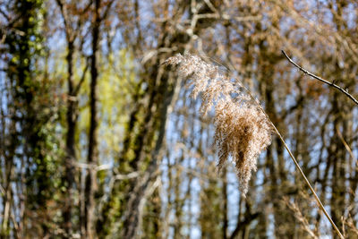 Low angle view of plant against trees