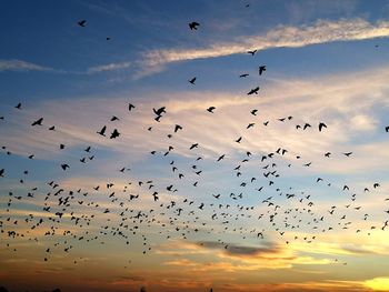 Low angle view of birds flying in sky