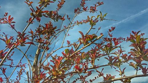 Low angle view of tree against sky