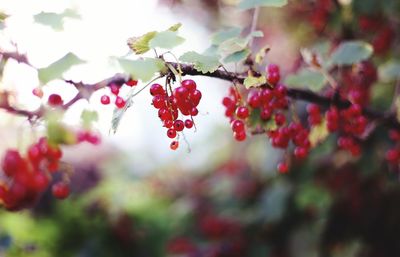 Close-up of red currant growing on branch