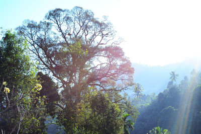 Trees in forest against sky