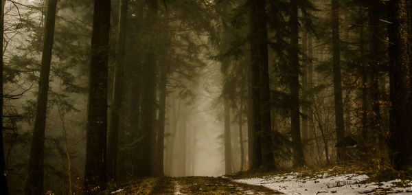 Sunlight streaming through trees in forest during winter