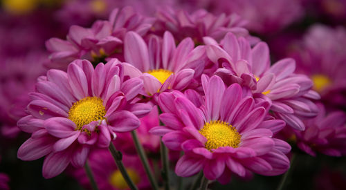 Close-up of pink chrysants flowers