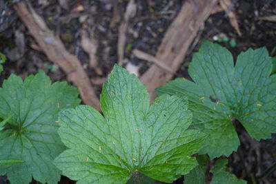 Close-up of fresh green plant on field