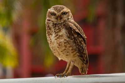 Close-up of a bird