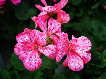 Close-up of pink flowering plant