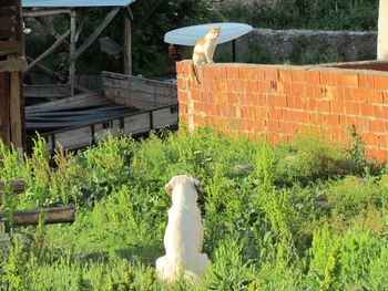 View of a cat against plants