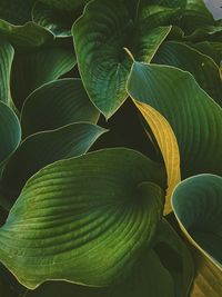 Close-up of green leaves