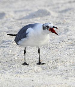 Seagull perching on land