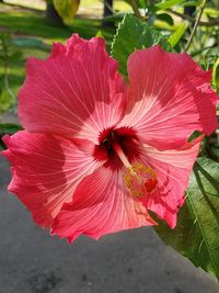 Close-up of pink hibiscus blooming outdoors