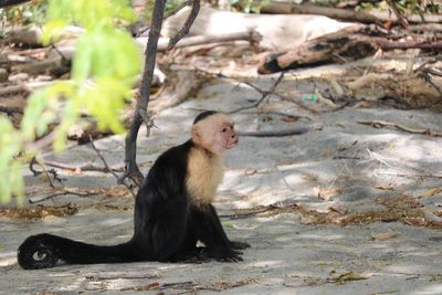 Monkey sitting on rock