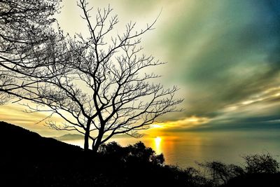 Silhouette of trees at sunset