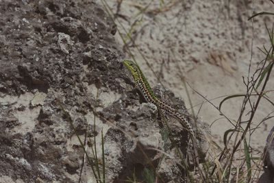 Close-up of insect on rock