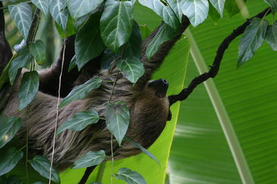 Sloth perching on a tree