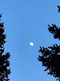 Low angle view of tree against blue sky