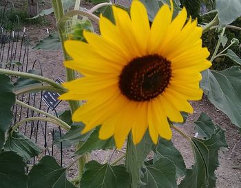 Close-up of sunflower blooming outdoors