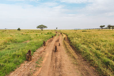 Baboons o a road on a field