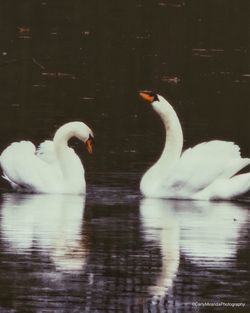 swan