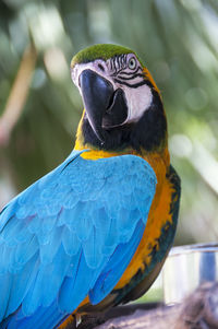 Close-up of a parrot