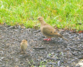 Birds on field