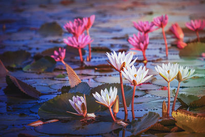 Close-up of pink water lily in lake