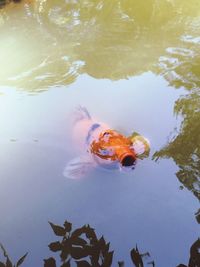 High angle view of fish swimming in water