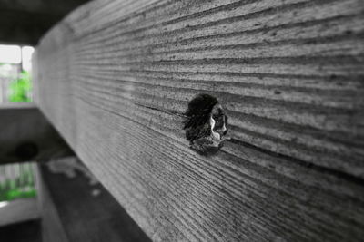 Close-up of insect on wood