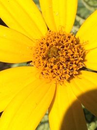 Close-up of yellow flower blooming outdoors