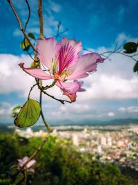 Close-up of pink flowering plant against cloudy sky