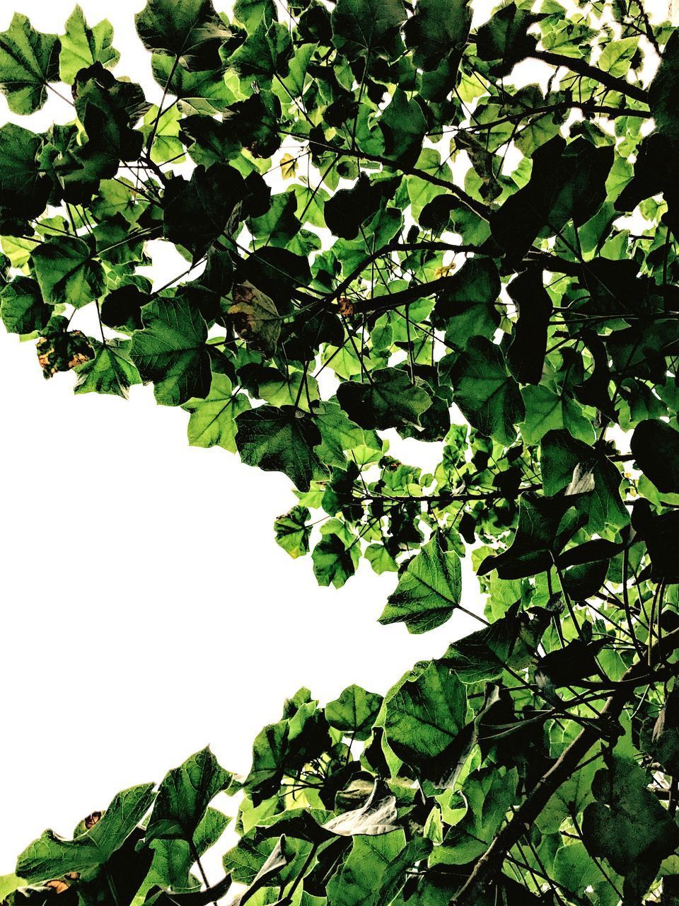 LOW ANGLE VIEW OF PLANT AGAINST CLEAR SKY