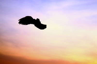 Low angle view of silhouette bird flying against sky during sunset