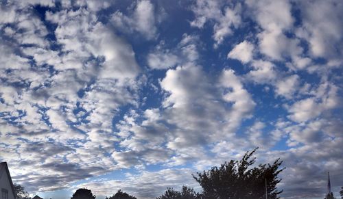 Low angle view of trees against blue sky