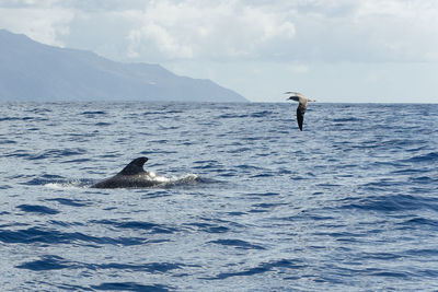 Whale and bird in sea against sky