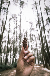 Human hand holding pine tree trunk in forest