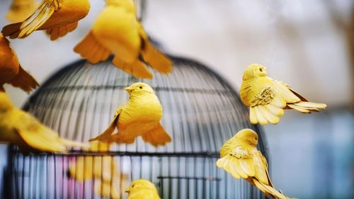 Close-up of parrot perching in cage