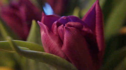 Close-up of flower blooming outdoors