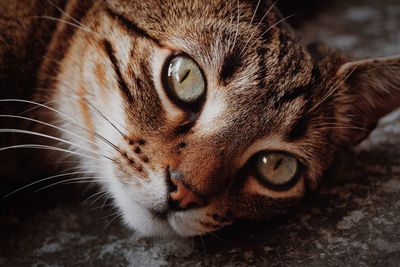 Close-up portrait of a cat