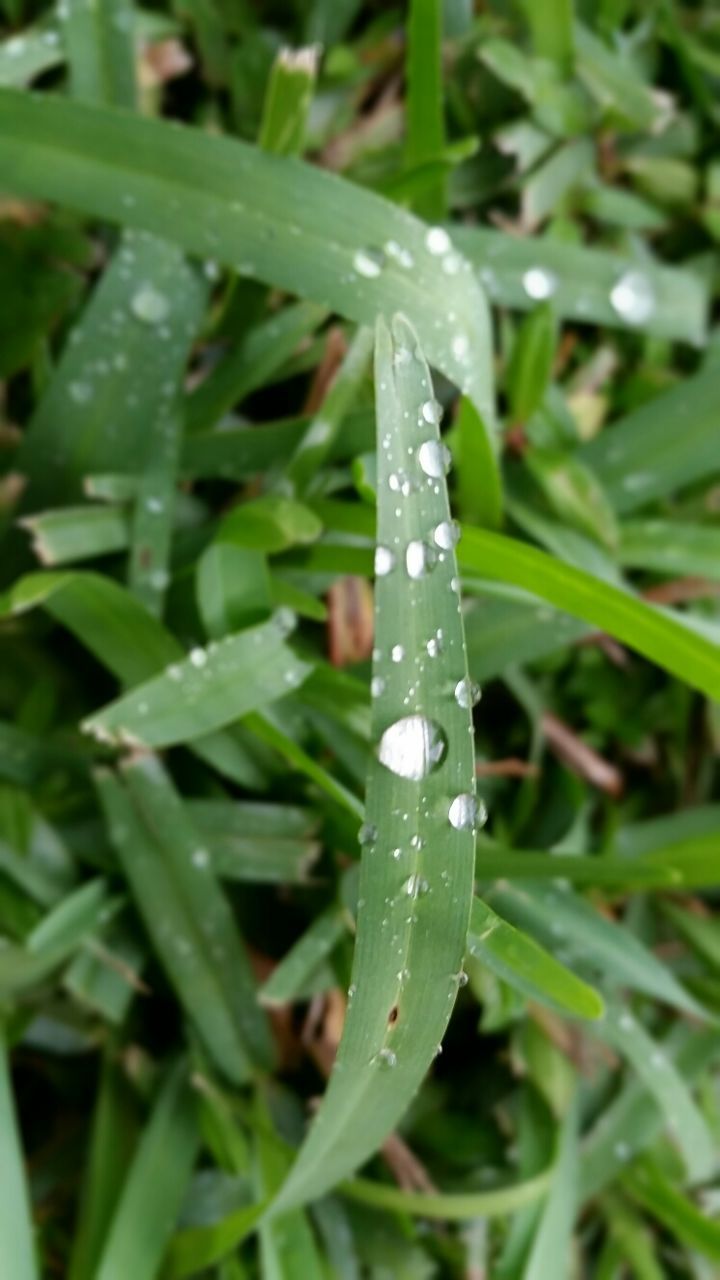 drop, wet, water, grass, growth, dew, green color, freshness, close-up, nature, raindrop, beauty in nature, rain, fragility, blade of grass, droplet, water drop, plant, focus on foreground, field