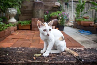 Cat sitting in yard