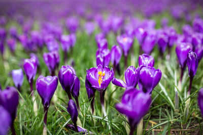 Close-up of purple crocus flowers on field