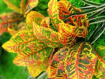 Close-up of red leaves on plant