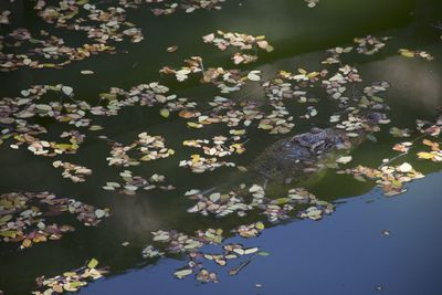 Close-up of flowers blooming on tree by lake