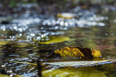 Close-up of dry leaves floating on water