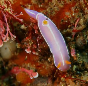 Close-up of fish underwater