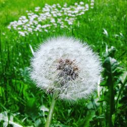 Close-up of dandelion on field